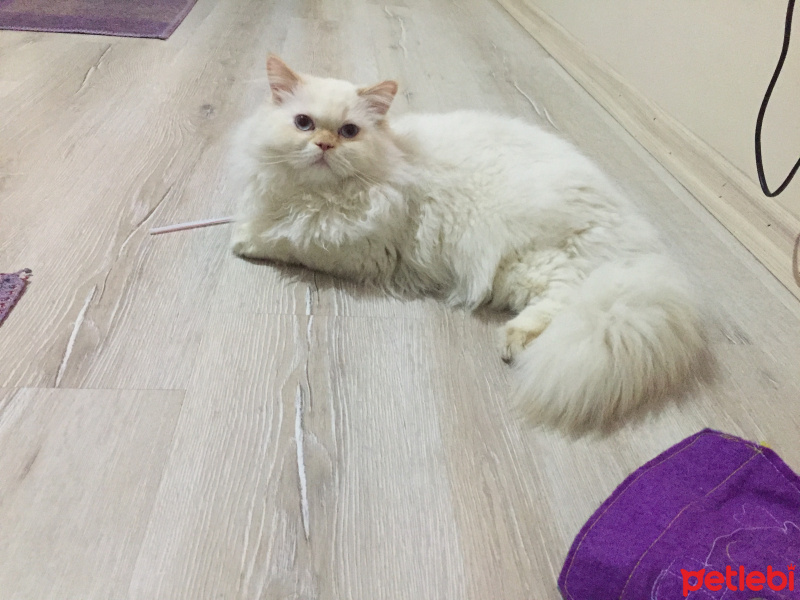 İran Kedisi (Persian), Kedi  Köpük fotoğrafı