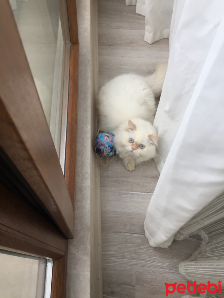İran Kedisi (Persian), Kedi  Köpük fotoğrafı
