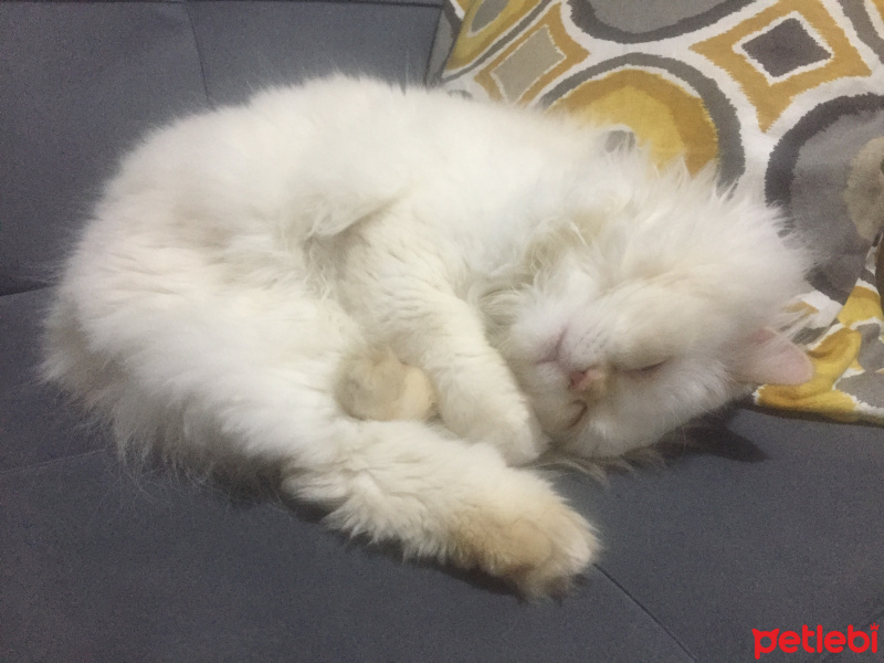 İran Kedisi (Persian), Kedi  Köpük fotoğrafı
