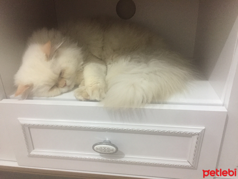 İran Kedisi (Persian), Kedi  Köpük fotoğrafı