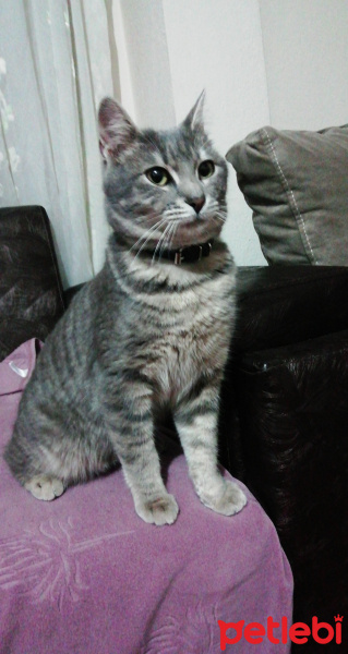 Tekir Kedi, Kedi  Duman fotoğrafı