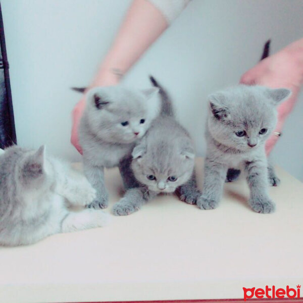 British Shorthair, Kedi  Hera fotoğrafı