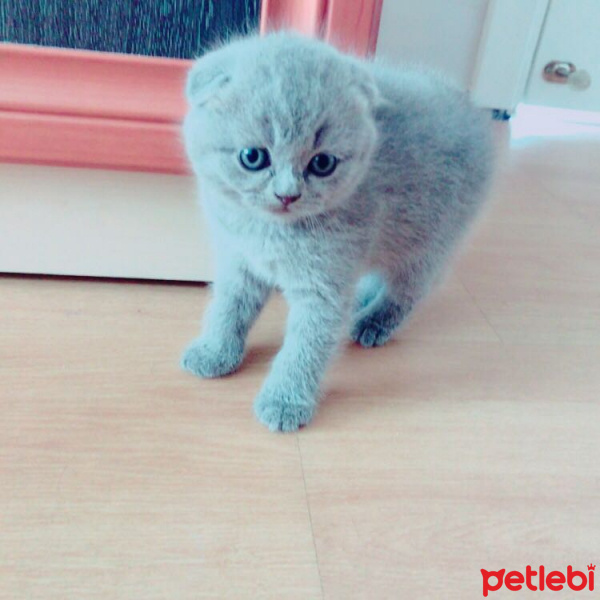 British Shorthair, Kedi  Hera fotoğrafı