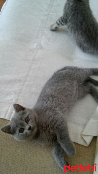 British Shorthair, Kedi  Hera fotoğrafı