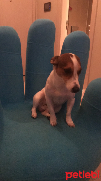 Jack Russell Terrier, Köpek  Pablo fotoğrafı