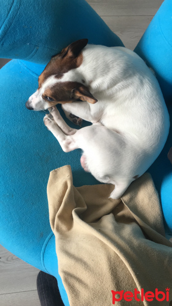 Jack Russell Terrier, Köpek  Pablo fotoğrafı