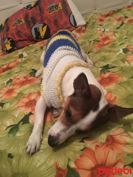 Jack Russell Terrier, Köpek  Pablo fotoğrafı