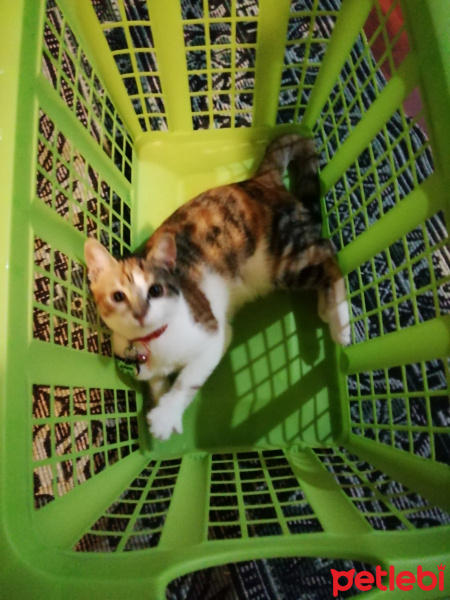 Tekir Kedi, Kedi  Çakıl fotoğrafı