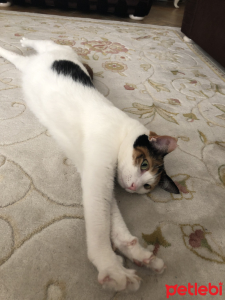 Tekir Kedi, Kedi  Mişha fotoğrafı