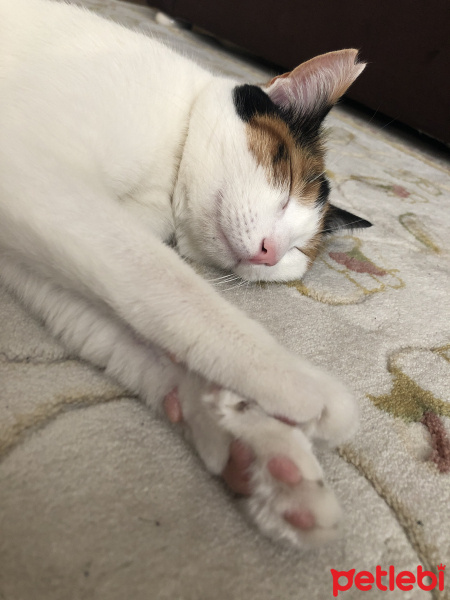 Tekir Kedi, Kedi  Mişha fotoğrafı