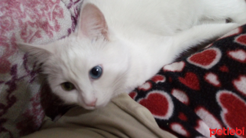 Van Kedisi, Kedi  Pofuduk fotoğrafı