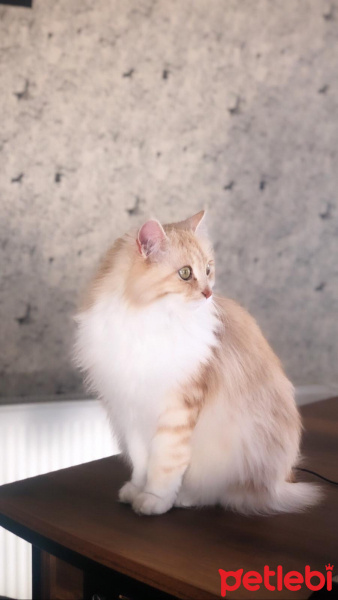 Chinchilla, Kedi  Mila fotoğrafı