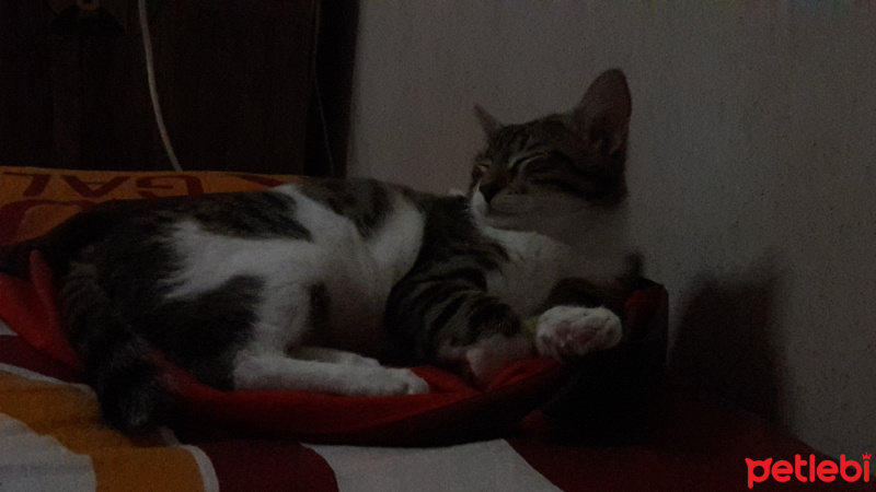 Tekir Kedi, Kedi  Bahtiyar(boncuk) fotoğrafı