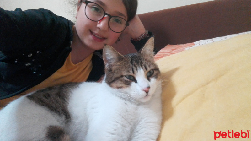 Tekir Kedi, Kedi  Öksüz fotoğrafı