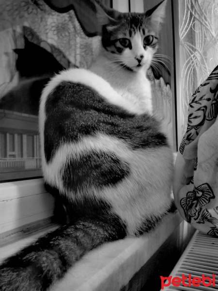 Tekir Kedi, Kedi  Öksüz fotoğrafı