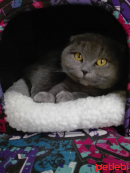 Tekir Kedi, Kedi  Öksüz fotoğrafı