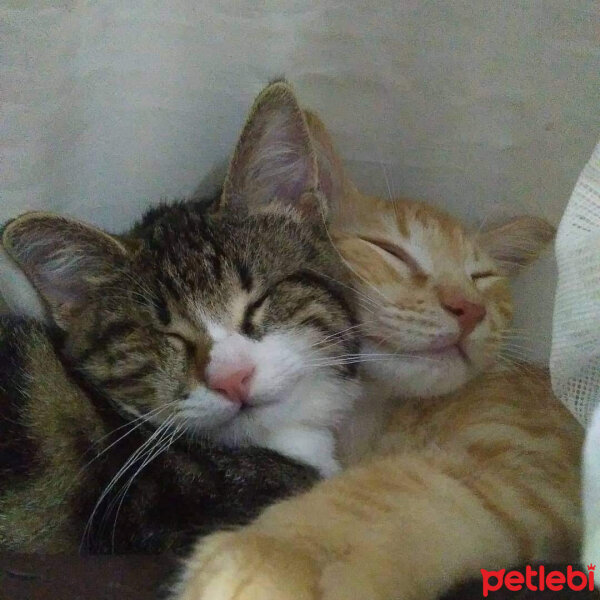 Tekir Kedi, Kedi  Phoebe fotoğrafı