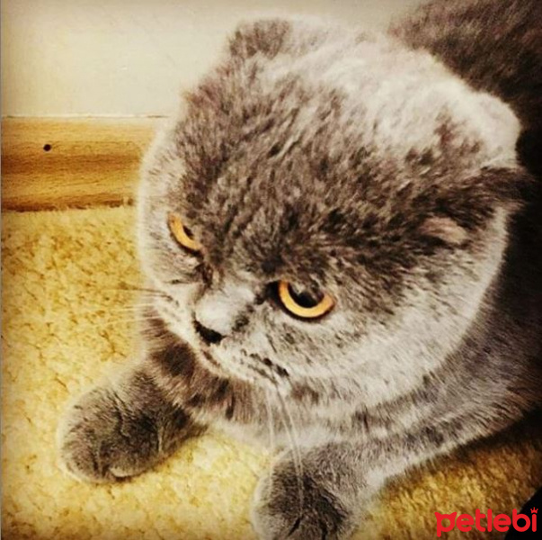 Scottish Fold, Kedi  Lena fotoğrafı