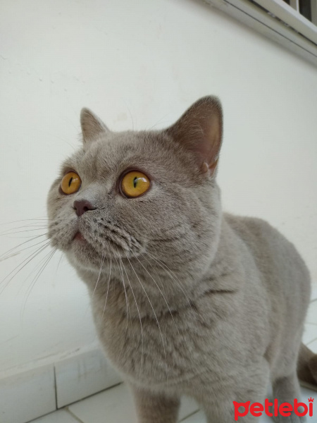 British Shorthair, Kedi   fotoğrafı