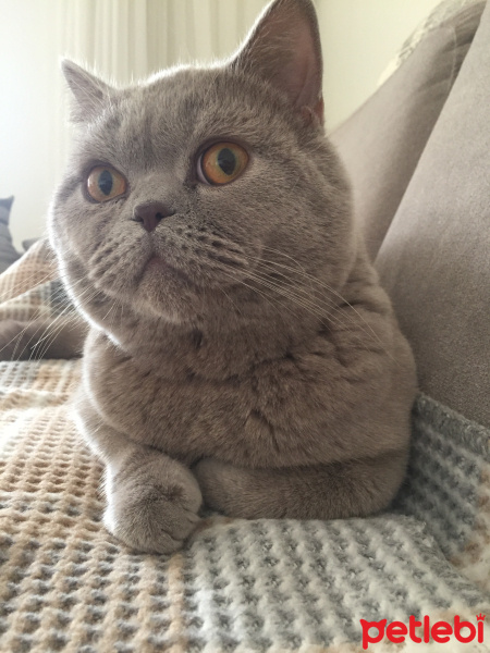British Shorthair, Kedi   fotoğrafı