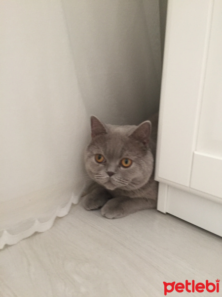 British Shorthair, Kedi   fotoğrafı
