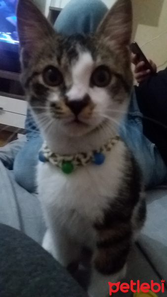Tekir Kedi, Kedi  çiko fotoğrafı
