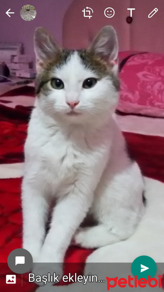 Tekir Kedi, Kedi  Pamuk fotoğrafı