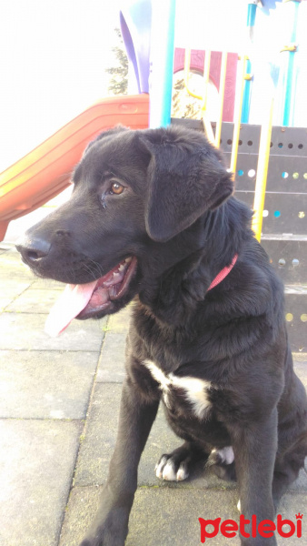 Labrador Retriever, Köpek  Ares fotoğrafı
