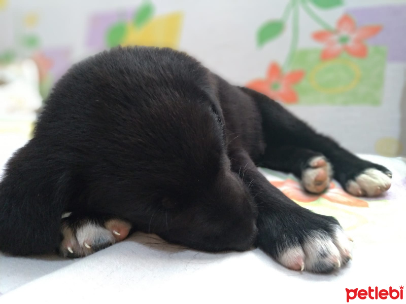 Labrador Retriever, Köpek  Ares fotoğrafı