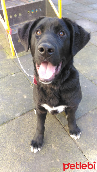 Labrador Retriever, Köpek  Ares fotoğrafı