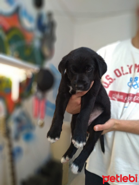 Labrador Retriever, Köpek  Ares fotoğrafı