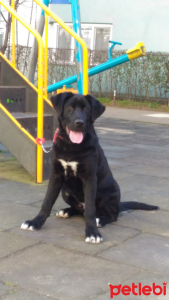Labrador Retriever, Köpek  Ares fotoğrafı