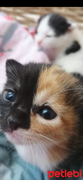Tekir Kedi, Kedi  Cupcake fotoğrafı