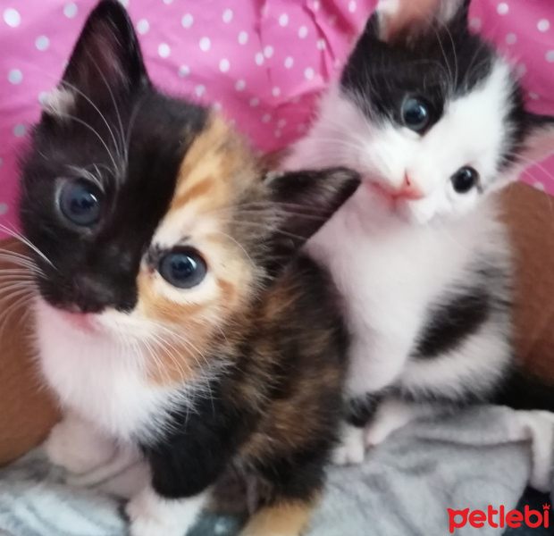 Tekir Kedi, Kedi  Cupcake fotoğrafı