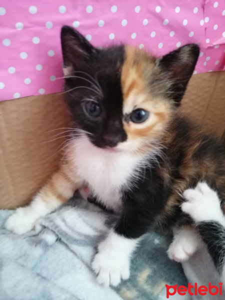 Tekir Kedi, Kedi  Cupcake fotoğrafı
