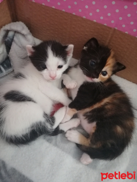 Tekir Kedi, Kedi  Cupcake fotoğrafı