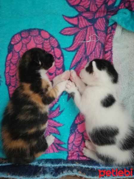 Tekir Kedi, Kedi  Cupcake fotoğrafı