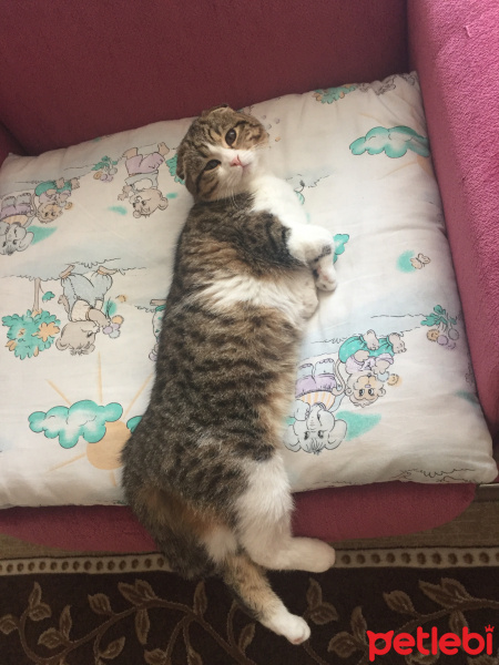 Scottish Fold, Kedi  mojo fotoğrafı
