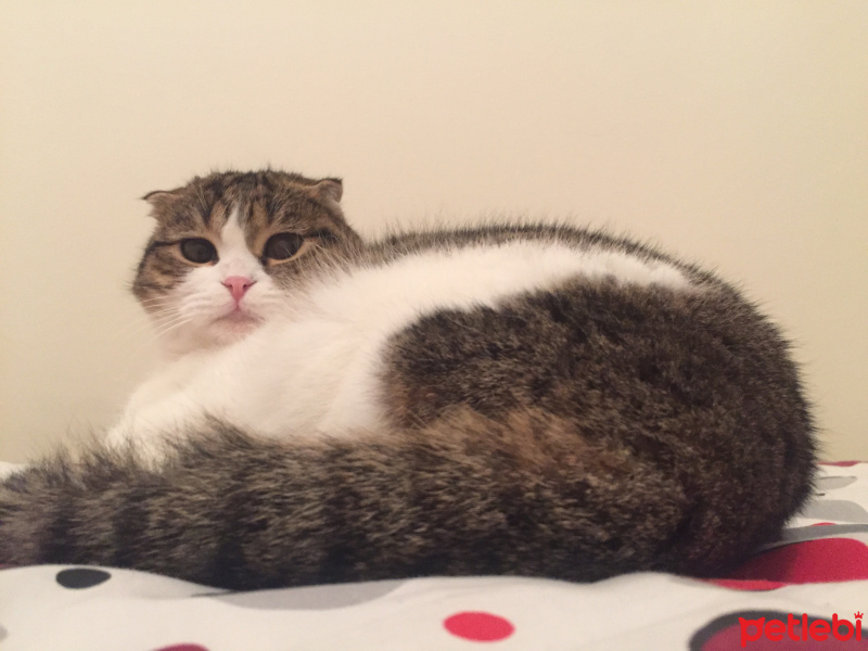 Scottish Fold, Kedi  mojo fotoğrafı