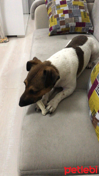 Jack Russell Terrier, Köpek  Ares fotoğrafı