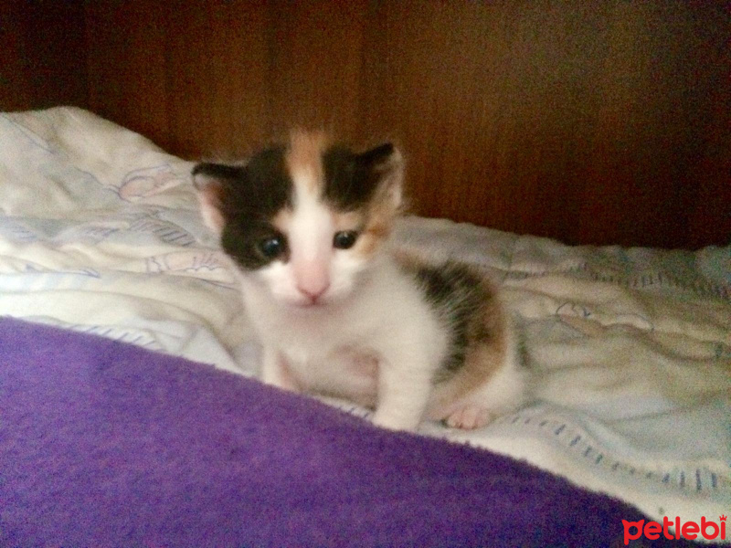 Tekir Kedi, Kedi  Minnak fotoğrafı