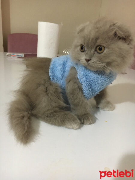 Scottish Fold, Kedi  MARSEL fotoğrafı