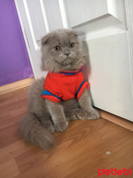 Scottish Fold, Kedi  MARSEL fotoğrafı