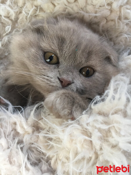 Scottish Fold, Kedi  MARSEL fotoğrafı