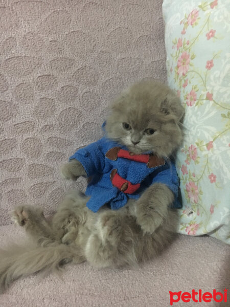 Scottish Fold, Kedi  MARSEL fotoğrafı