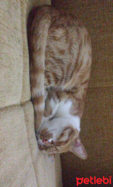 Tekir Kedi, Kedi  Sansa fotoğrafı