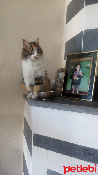Tekir Kedi, Kedi  Zuzu fotoğrafı