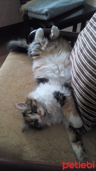 Tekir Kedi, Kedi  Zuzu fotoğrafı