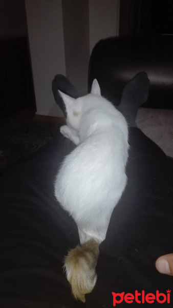 Sarman, Kedi  Pamuk fotoğrafı