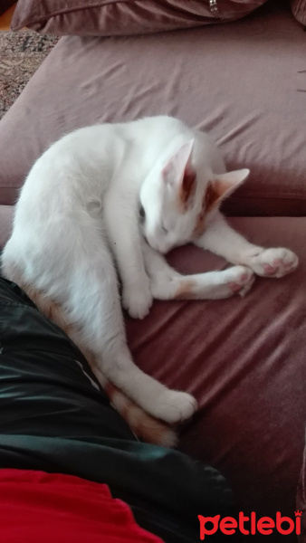 Sarman, Kedi  Pamuk fotoğrafı